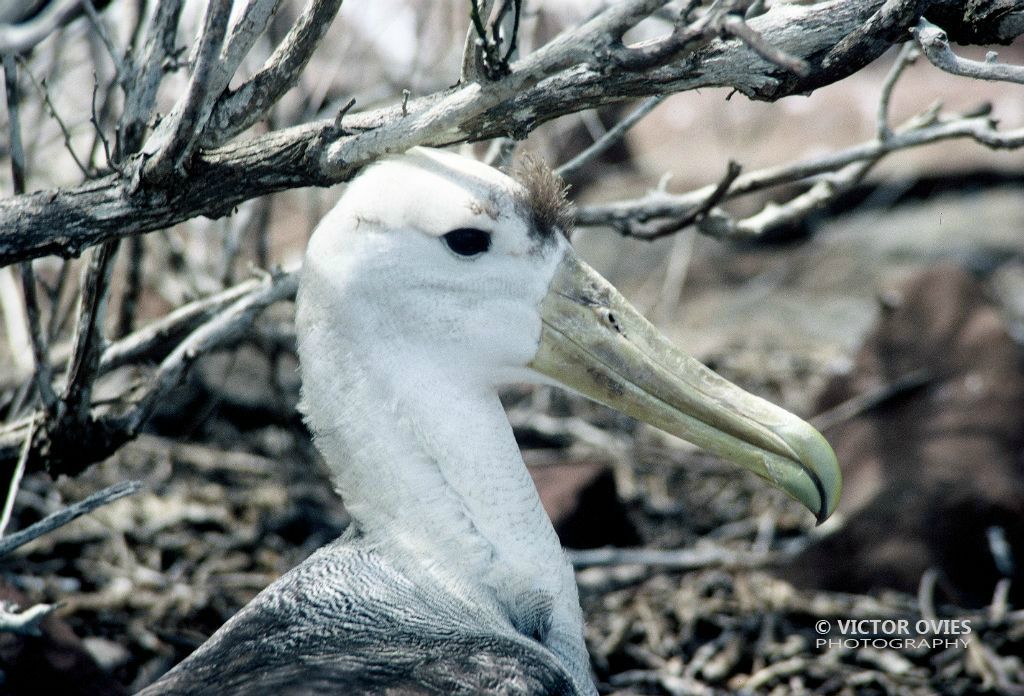 Albatros